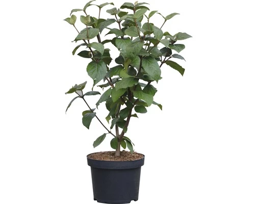 Großblumiger Duftschneeball FloraSelf Viburnum Carlcephalum H 40-60 Cm Co 5 L 3 Großblumiger Duftschneeball FloraSelf Viburnum Carlcephalum H 40-60 Cm Co 5 L