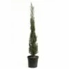 Mittelmeer-Zypresse 'Pyramidalis' FloraSelf Cupressus Sempervirens 'Pyramidalis' H 125-150 Cm Co 15 L -FloraSelf Geschäft DV 8 5233351 01 4c CH 20181016104205
