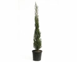 Mittelmeer-Zypresse 'Pyramidalis' FloraSelf Cupressus Sempervirens 'Pyramidalis' H 125-150 Cm Co 15 L