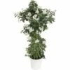Jasminblütiger Nachtschatten FloraSelf Solanum Jasminoides 14er Topf Pyramide -FloraSelf Geschäft DV 8 5488747 01 4c DE 20180307004256