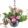 Dipladenie, Trichterblüte Ampel FloraSelf Dipladenia Mandevilla 'Summerstar'® Ø 25 Cm Topf Rosa -FloraSelf Geschäft DV 8 5489483 01 4c DE 20220528224651