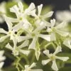 Sternjasmin FloraSelf Trachelospermum Jasminoides H 50-70 Cm Co 2,3 L 1 Sternjasmin FloraSelf Trachelospermum Jasminoides H 50-70 Cm Co 2,3 L -FloraSelf Geschäft DV 8 5498827 02 4c DE 20220324121657