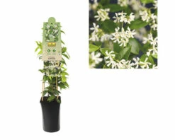 Sternjasmin FloraSelf Trachelospermum Jasminoides H 50-70 Cm Co 2,3 L -FloraSelf Geschäft DV 8 5498827 03 4c DE 20230301051652