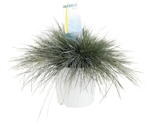 Blauschwingel FloraSelf Festuca Glauca 'Intense Blue' H 15-30 Cm Co 5 L 3 Blauschwingel FloraSelf Festuca Glauca 'Intense Blue' H 15-30 Cm Co 5 L