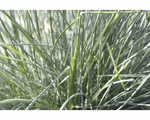 Blauschwingel FloraSelf Festuca Glauca 'Intense Blue' H 15-30 Cm Co 5 L 4 Blauschwingel FloraSelf Festuca Glauca 'Intense Blue' H 15-30 Cm Co 5 L – Bild 2