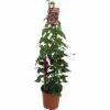 Rote Schwarzäugige Susanne Pyramide FloraSelf Thunbergia Alata Gesamthöhe Ca. 90 Cm Ø 19 Cm Topf -FloraSelf Geschäft DV 8 5530462 03 4c DE 20180322173513