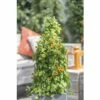 Orange Schwarzäugige Susanne Pyramide FloraSelf Thunbergia Alata Gesamthöhe Ca. 90 Cm Ø 19 Cm Topf -FloraSelf Geschäft DV 8 5530463 03 4c DE 20170926004144