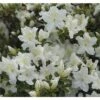 FloraSelf Japanische Azalee Rhododendron Obtusum H 30-40 Cm Co 5 L Weiß -FloraSelf Geschäft DV 8 5533164 01 4c DE 20151026140150