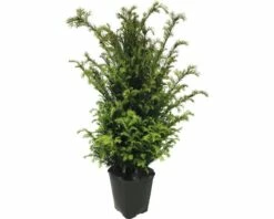 Eibe FloraSelf Taxus Baccata H 100-125 Cm Im ClickCo -FloraSelf Geschäft DV 8 5543583 02 4c DE 20210121074655