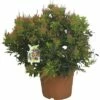 Japanische Lavendelheide FloraSelf Pieris Japonica H 20-30 Ø 25 Cm Topf -FloraSelf Geschäft DV 8 5543585 01 4c CH 20181129051657