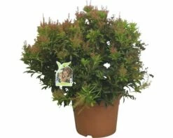 Japanische Lavendelheide FloraSelf Pieris Japonica H 20-30 Ø 25 Cm Topf