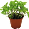 Bio Thai-Basilikum FloraSelf Bio Ocimum Basilicum 'Siam Queen' Ø 12 Cm Topf -FloraSelf Geschäft DV 8 5544023 03 4c DE 20220602051650