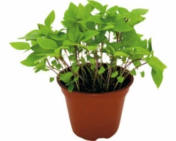 Bio Thai-Basilikum FloraSelf Bio Ocimum Basilicum 'Siam Queen' Ø 12 Cm Topf