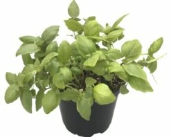 Bio Zitronen-Basilikum FloraSelf Bio Ocimum Americanum Ø 12 Cm Topf