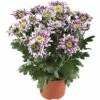 Chrysantheme FloraSelf Chrysanthemum Indicum 'Saba' Ø 12 Cm Topf -FloraSelf Geschäft DV 8 5548478 01 4c DE 20180911190915