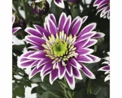 Chrysantheme FloraSelf Chrysanthemum Indicum 'Saba' Ø 12 Cm Topf -FloraSelf Geschäft DV 8 5548478 02 4c DE 20190509091655