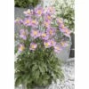 Herbst-Anemone FloraSelf Anemone Hupehensis H 10-60 Cm Co 3 L -FloraSelf Geschäft DV 8 5555738 01 4c DE 20190131121759