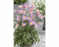 Herbst-Anemone FloraSelf Anemone Hupehensis H 10-60 Cm Co 3 L