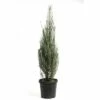 Säulenwacholder FloraSelf Juniperus Scopulorum 'Blue Arrow' H 100-125 Cm Co 12 L -FloraSelf Geschäft DV 8 5595541 01 4c CH 20181016174655