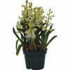 Hyazinthe FloraSelf Hyacinthus Orientalis Ø 12 Cm Topf Weiß -FloraSelf Geschäft DV 8 5627536 01 4c DE 20181213171755
