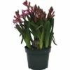 Hyazinthe FloraSelf Hyacinthus Orientalis Ø 12 Cm Topf Rosa -FloraSelf Geschäft DV 8 5627537 01 4c DE 20181213171755