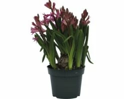 Hyazinthe FloraSelf Hyacinthus Orientalis Ø 12 Cm Topf Rosa