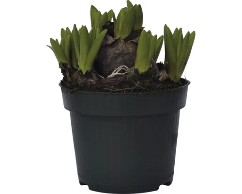 Hyazinthe FloraSelf Hyacinthus Orientalis Ø 12 Cm Topf Rosa 5 Hyazinthe FloraSelf Hyacinthus Orientalis Ø 12 Cm Topf Rosa – Bild 3