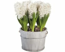 Hyazinthe FloraSelf Hyacinthus Orientalis 'White Pearl' Ø 16 Cm Topf -FloraSelf Geschäft DV 8 5627541 02 4c DE 20170309111022