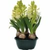 Hyazinthe FloraSelf Hyacinthus Orientalis 'White Pearl' Ø 16 Cm Topf -FloraSelf Geschäft DV 8 5627541 03 4c DE 20180220074213