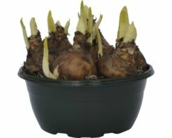 Narzisse, Osterglocke FloraSelf Narcissus Pseudonarcissus 'Bridal Crown' Ø 16 Cm Topf -FloraSelf Geschäft DV 8 5627543 02 4c DE 20181214094653