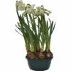 Narzisse, Osterglocke FloraSelf Narcissus Pseudonarcissus 'Bridal Crown' Ø 16 Cm Topf -FloraSelf Geschäft DV 8 5627543 03 4c DE 20181214094653