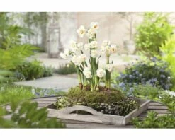 Narzisse, Osterglocke FloraSelf Narcissus Pseudonarcissus 'Bridal Crown' Ø 16 Cm Topf -FloraSelf Geschäft DV 8 5627543 04 4c DE 20181214094653
