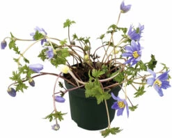 Balkan-Windröschen FloraSelf Anemone Blanda Ø 9 Cm Topf