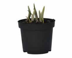 Schachbrettblume FloraSelf Fritillaria Meleagris Ø 9 Cm Topf -FloraSelf Geschäft DV 8 5627553 01 4c DE 20180226090441