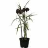 Schachbrettblume FloraSelf Fritillaria Meleagris Ø 9 Cm Topf -FloraSelf Geschäft DV 8 5627553 02 4c DE 20180227050406