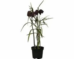 Schachbrettblume FloraSelf Fritillaria Meleagris Ø 9 Cm Topf