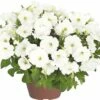 Hängepetunie FloraSelf Petunia X Atkinensis 'White Ray' Ø 12 Cm Topf -FloraSelf Geschäft DV 8 5633183 01 4c DE 20190226134759