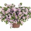 Schneeflockenblume FloraSelf Bacopa Sutera 'Pink Heart' Ø 12 Cm Topf 1 Schneeflockenblume FloraSelf Bacopa Sutera 'Pink Heart' Ø 12 Cm Topf -FloraSelf Geschäft DV 8 5633194 01 4c DE 20170315180721