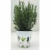 Rosmarin FloraSelf Rosmarinus Officinalis H 14-25 Cm Ø 14 Cm Topf -FloraSelf Geschäft DV 8 5686363 01 4c CH 20181005151652