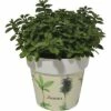 Oregano FloraSelf Origanum Vulgare H 10-13 Cm Co 1,3 L -FloraSelf Geschäft DV 8 5686374 01 4c DE 20190130051655