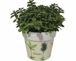 Oregano FloraSelf Origanum Vulgare H 10-13 Cm Co 1,3 L