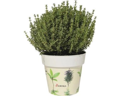 Thymian 'Faustini' FloraSelf Thymus Vulgare H 10-13 Cm Co 1,3 L 3 Thymian 'Faustini' FloraSelf Thymus Vulgare H 10-13 Cm Co 1,3 L