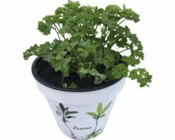 Krause Petersilie FloraSelf Petroselinum Crispum Ø 14 Cm Topf