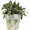 Salbei FloraSelf Salvia Officinalis H 10-13 Cm Co 1,3 L -FloraSelf Geschäft DV 8 5686379 01 4c DE 20190130051655