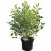 Weißbunter Hartriegel FloraSelf Cornus Alba 'Ivory Halo'® H 80-100 Cm Co 10 L