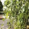 Trauerbirke FloraSelf Betula Pendula 'Youngii' H 125 Cm Co 15 L -FloraSelf Geschäft DV 8 5717700 01 4c DE 20190117101651
