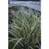 Weißgestreifter Chinaschilf FloraSelf Miscanthus Sinensis 'Variegatus' H 10-80 Cm Co 3 L -FloraSelf Geschäft DV 8 5717749 01 4c DE 20210113094759
