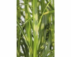 Zebraschilf Chinaschilf FloraSelf Miscanthus Sinensis 'Goldbreeze' H 10-80 Cm Co 3 L -FloraSelf Geschäft DV 8 5717752 02 4c CH 20210113094659