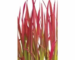 Japanisches Blutgras FloraSelf Imperata Cylindrica Var. Koenig.'Red Baron' Co 6 L -FloraSelf Geschäft DV 8 5717753 02 4c DE 20210113091658 1