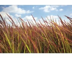 Japanisches Blutgras FloraSelf Imperata Cylindrica Var. Koenig.'Red Baron' Co 6 L -FloraSelf Geschäft DV 8 5717753 03 4c DE 20210113091658 1